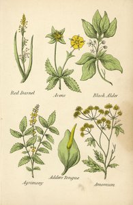 Loglio Rosso, Avens, Ontano Nero, Agrimonia, Lingua di Serpente, Amomo da English School