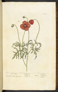 Papavero rosso, Tavola 2 da 