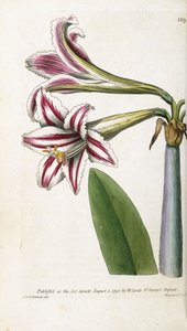 Giglio a strisce rosse e bianche, 1799-1810