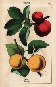 Mele rosse e albicocche, da 