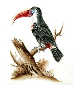 Tucano dal becco rosso