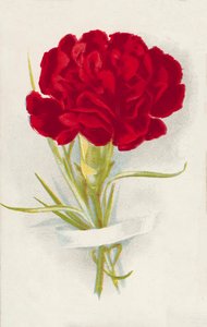 Garofano rosso (cromolito) da English School