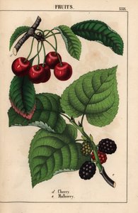 Ciliegie rosse e frutti di gelso, da 