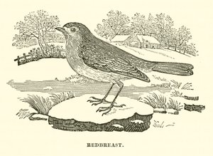Pettirosso (incisione)