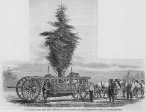 Rimozione di un grande albero da Chiswick ai nuovi giardini della Società Orticola a South Kensington