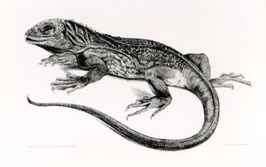 Rettili, illustrazione da 