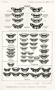 Somiglianze nelle lepidottere americane tropicali, illustrazione da The Hope Reports, Vol. II, 1897-1900, a cura di Edward B. Poulton, Oxford, 1901
