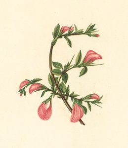 Stregona dei Campi, Ononis Arvensis da English School