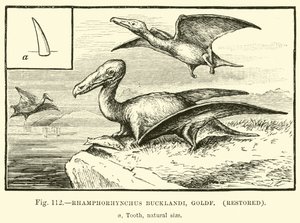 Rhamphorhynchus Bucklandi, Goldf, restaurato da English School