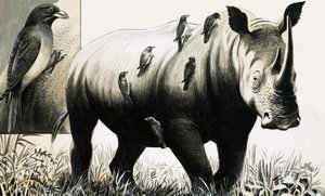 Rinoceronte e uccello ossifrago