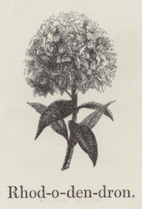 Rhododendron da English School