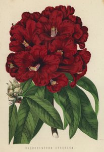 Rhododendron Arboreum da English School
