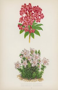 Rhododendron Ferrugineum; Rhododendron Chamaecistus da English School