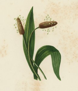 Plantago lanceolata da English School