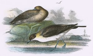 Stercorario di Richardson