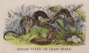 Serpente ad anelli o biscia dal collare da English School