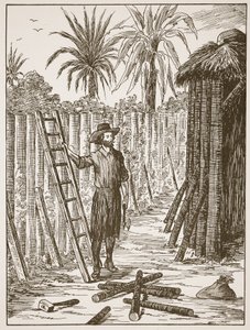 Robinson Crusoe costruisce il suo pergolato, illustrazione da La storia di Robinson Crusoe: Un adattamento per bambini seguendo il linguaggio di Defoe, pub. da Griffith Farran Browne & Co. Limited, Londra da English School