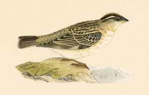 Passero Roccia, illustrazione da 