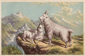 Capra delle Montagne Rocciose, Aplocerus Montanus da English School