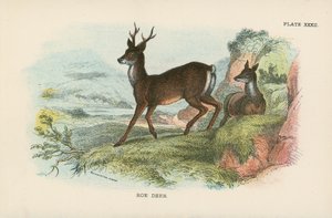 Capriolo