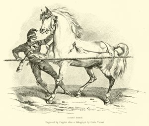 Cavallo romano da English School