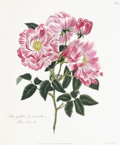 Rosa gallica, 1796-1799 da English School