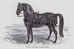 Cavallo da carrozza reale di Hannover da English School