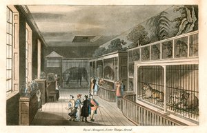 Royal Menagerie, Exeter Change, Strand (incisione a colori)