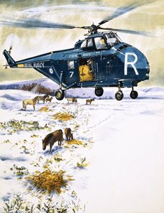 Elicottero della Royal Navy utilizzato per il salvataggio di animali da English School