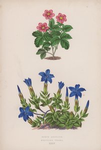 Rubus Arcticus; Gentiana Verna (litografia a colori) da English School
