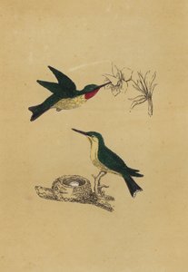 Colibrì gola rubino (litografia a colori)