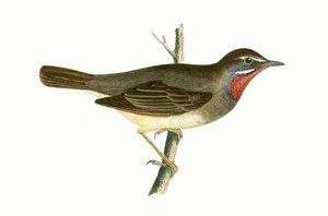 Warbler dalla Gola Rubino, illustrazione da 