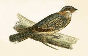 Succiacapre dal collo rossiccio, illustrazione da 
