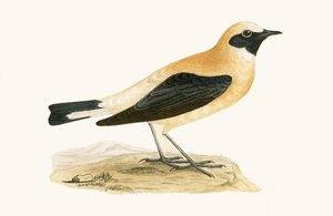 Culbianco rosso, illustrazione da 