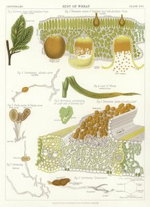 Ruggine del Grano