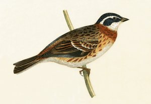 Zigolo rustico, illustrazione da 