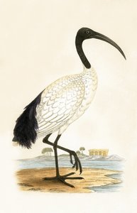 Ibis sacro, illustrazione da 