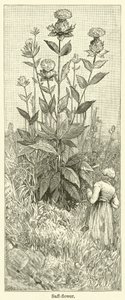 Fiore di zafferano (incisione)