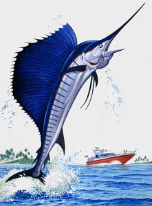 Pesce vela