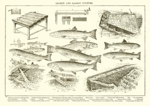 Salmone e Cultura del Salmone