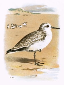 Piovanello