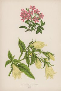 Saponaria Ocymoides; Symphyandra Pendula da English School