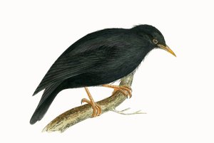 Storno sardo, illustrazione da 
