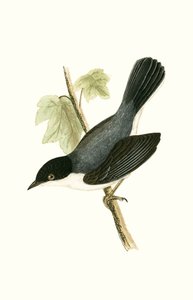 Occhiocotto, illustrazione da 