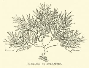 Sargasso, o erba del Golfo