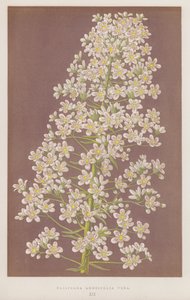 Saxifraga Longifolia Vera da English School