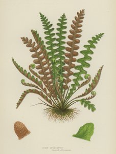 Milza squamosa
