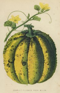 Melone Roccia a Polpa Rossa da English School