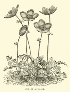 Anemone Scarlatto da English School