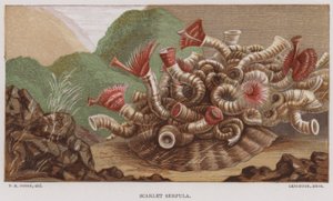 Serpula scarlatta